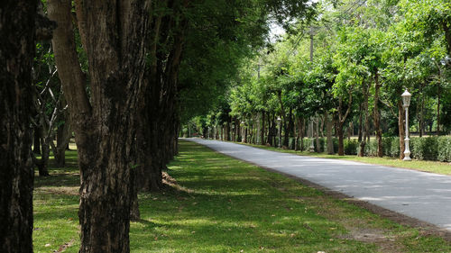 Road amidst trees in forest