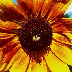 Close-up of yellow flower