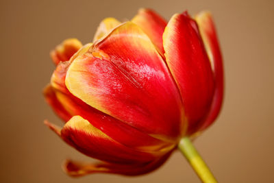 Close-up of red tulip