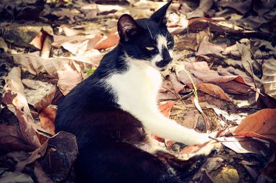 Cat sitting on autumn leaves