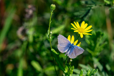 Close-up of butterfly pollinating on flower