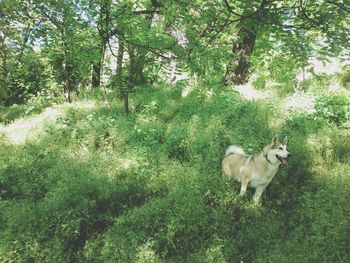 Sheep on grassy field