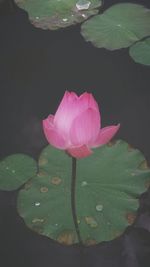 Close-up of lotus water lily in pond