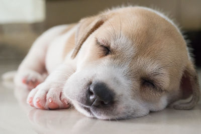 Close-up of puppy sleeping