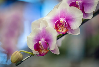 Close-up of pink orchids
