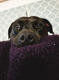 Close-up portrait of dog at home