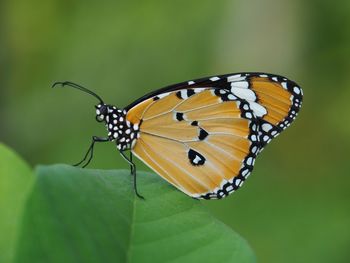 Close-up of butterfly perching on leaf