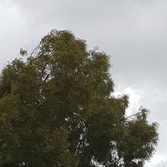 tree, low angle view, sky, growth, tranquility, nature, green color, tranquil scene, beauty in nature, branch, scenics, day, no people, outdoors, cloud - sky, forest, lush foliage, non-urban scene, idyllic, clear sky