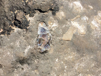 High angle view of crab on ground