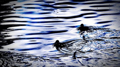 Close-up of duck swimming in lake