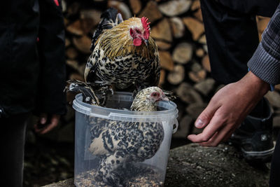 Midsection of people with chickens in plastic container on retaining wall