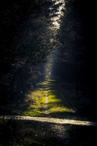 Road amidst trees in forest