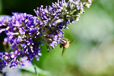 Close-up of bee on purple flowers