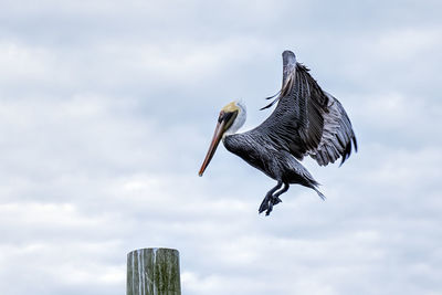 Pelican flying over wooden post, pelican getting ready to land
