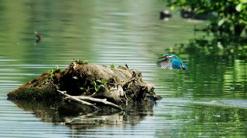 Bird flying over a lake