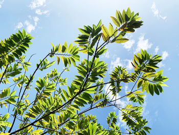 Details and shapes of light green, yellow leaves against blue sky and clouds, seen from below 