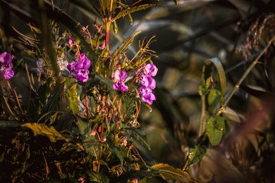 Close-up of pink flowers