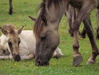 Wild horses in germany