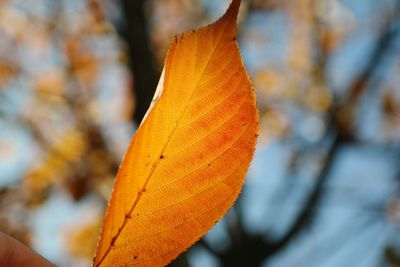 Close-up of leaves