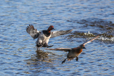 Two birds in the lake