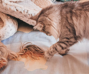 High angle view of cat sleeping on bed
