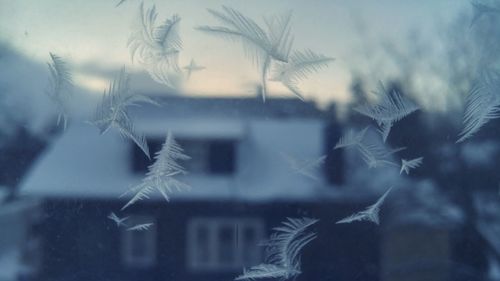 Close-up of plant against sky during winter