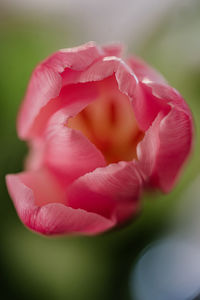 Close-up of pink rose