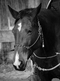 Close-up of horse in ranch