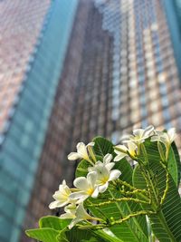 Low angle view of flowering plant against building