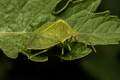 Close-up of insect on leaf