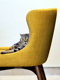 Close-up of cat on chair at home