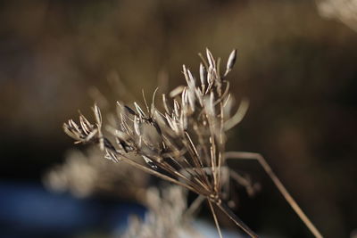 Close-up of flower against blurred background