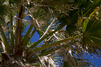 Low angle view of tree