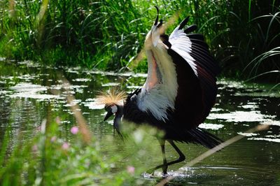 Bird perching on lake