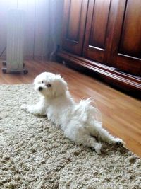 High angle view of dog relaxing on rug at home