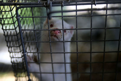 Portrait of sheep in cage