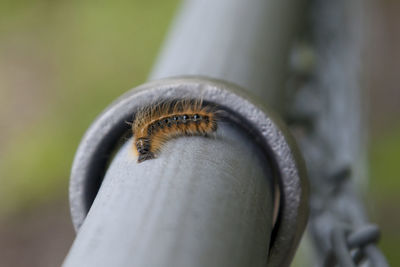 Close-up of insect