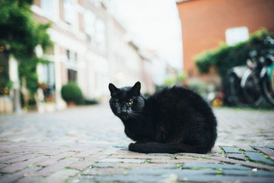 Portrait of cat sitting on street