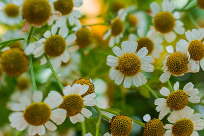 Close-up of yellow flowering plants