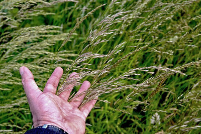 Cropped hand of man touching grass