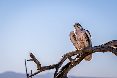 Low angle view of owl perching on tree against clear sky