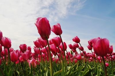 Close-up of red tulips in field against sky