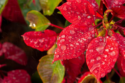 Close-up of wet red leaves on rainy day
