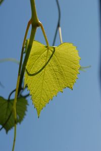 Close-up of yellow maple leaf against clear sky