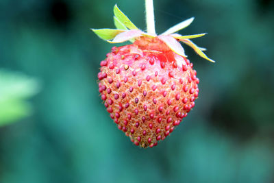 Close-up of red fruit on plant