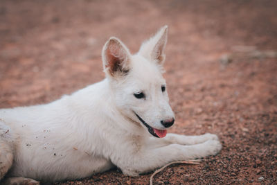 Close-up of a dog resting on field