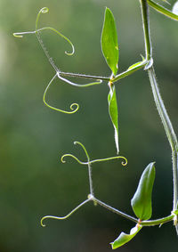 Close-up of green plant