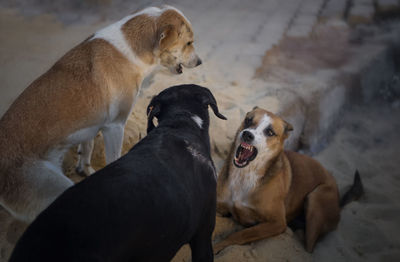 Dogs on ground