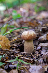 Close-up of mushroom growing on field