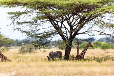 View of elephant in a field